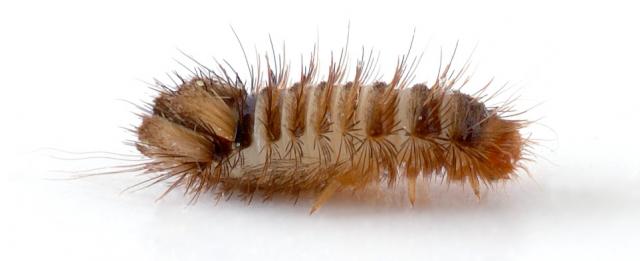 Bed Bugs First Stage Larvae | Bed Bugs Registry