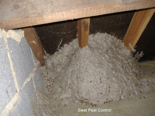 Wasp_nest_attic.jpg