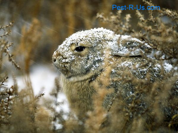 rabbit_snow.jpg