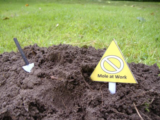 Mole_at_work.JPG