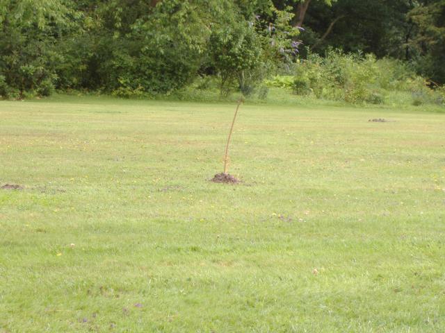 Mole_traps_set.JPG