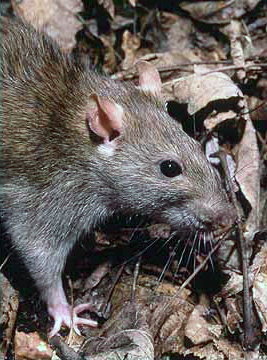 Rattus_norvegicus_2.jpg
