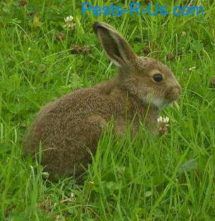 rabbit1.jpg
