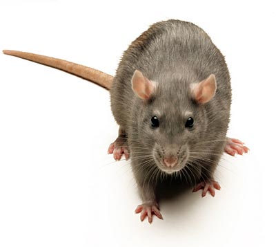 rat.jpg