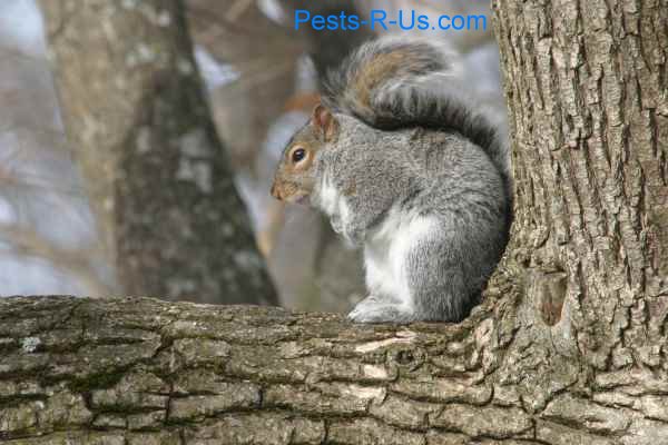 squirrel1.jpg